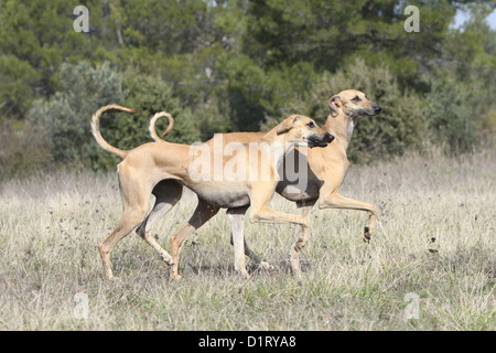 Cane / Sloughi Levriero berbero due adulti in esecuzione Foto Stock