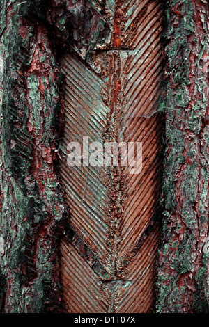 Corteccia di pino maschiati per risin, Fichtenrinde eingeschnitten für Baumharzgewinnung Foto Stock