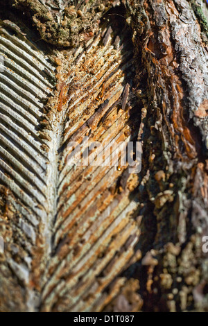 Corteccia di pino maschiati per risin, Fichtenrinde eingeschnitten für Baumharzgewinnung Foto Stock