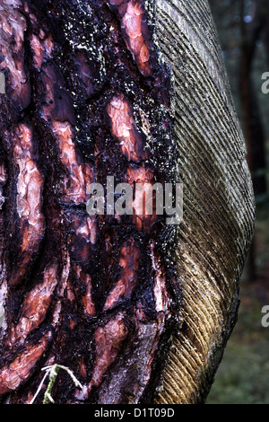 Corteccia di pino maschiati per risin, Fichtenrinde eingeschnitten für Baumharzgewinnung Foto Stock