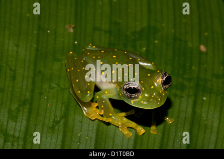 White-spotted cochran rana, (giallo-chiazzata rana di vetro), sci.name; Cochranella albomaculata, a Burbayar, Panama. Foto Stock