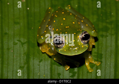 White-spotted cochran rana, (giallo-chiazzata rana di vetro), sci.name; Cochranella albomaculata, a Burbayar, Panama. Foto Stock