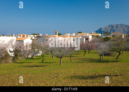 Colonia de Sant Pere, Maiorca, isole Baleari, Spagna. Vista dal frutteto di mandorle per il villaggio di case e chiesa. Foto Stock