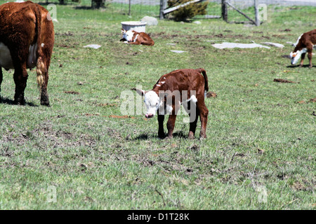 Hereford vitello in un'erba coperto recintato, zona di tenuta Foto Stock