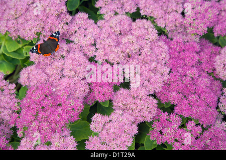 Red Admiral Butterfly Vanessa Atalanta su alimentazione impianto di ghiaccio nel giardino cottage Foto Stock