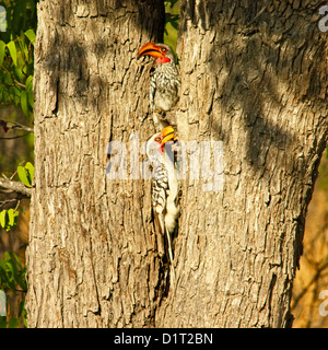 Una coppia di Red-fatturati Hornbills nel Parco Nazionale Etosha Foto Stock