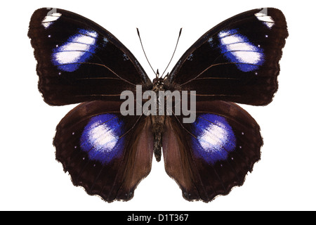 Specie di farfalle Hypolimnas bolina maschio 'Grande Eggfly' Foto Stock