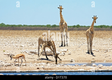 Le giraffe a waterhole in Etosha, Namibia Foto Stock