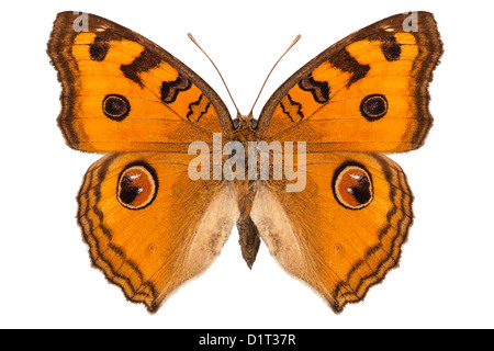 Specie di farfalle Junonia Almana "Peacock Pansy' Foto Stock