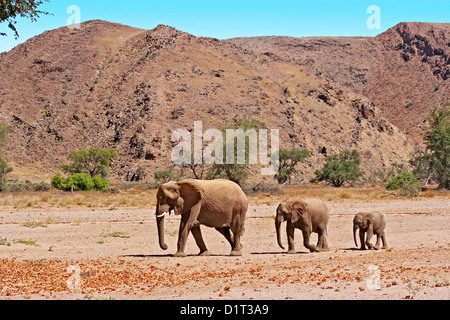 Deserto di elefanti in Damaraland, Namibia Foto Stock