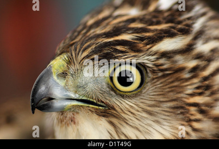 Un primo piano di una giovane Cooper's hawk. Foto Stock