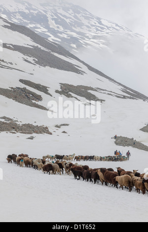 La transumanza, il grande pecora trek attraverso le Alpi Otztal tra Alto Adige e Tirolo del nord, Austria. Foto Stock