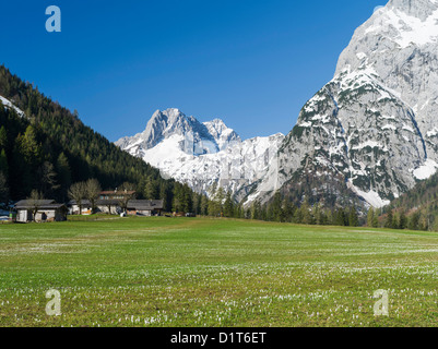 Karwendel Mountain Range dal lago Achensee e il villaggio di Pertisau. Prato con molla di crochi, Baviera. Foto Stock