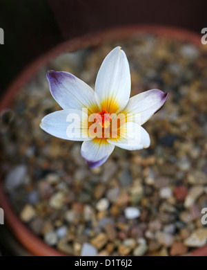 Sieber il Crocus, Crocus cretese o neve Crocus, Crocus sieberi ssp. sieberi, Iridaceae. Creta, Grecia, l'Europa. Foto Stock