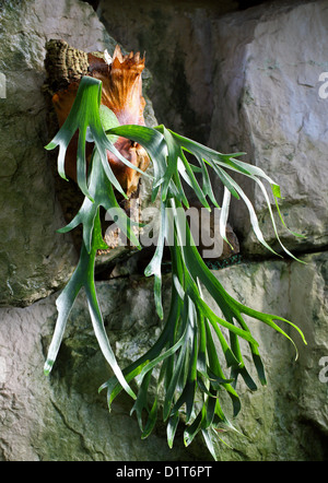 Elkhorn Felce, Platycerium bifurcatum, Polypodiaceae. Aka orecchie antilope, comune Staghorn Felce, Staghorn Fern. Australasia. Foto Stock