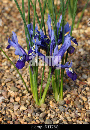 Iris reticolata, Iris reticulata 'Spring Time' Iridaceae. Caucaso e Asia occidentale. Foto Stock