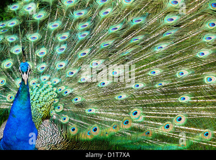 Peacock feather display Foto Stock