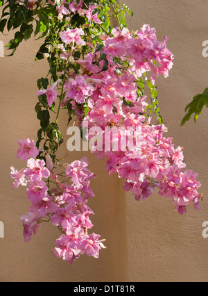 Bignonia Rosada nel pieno fiore, Spagna Foto Stock