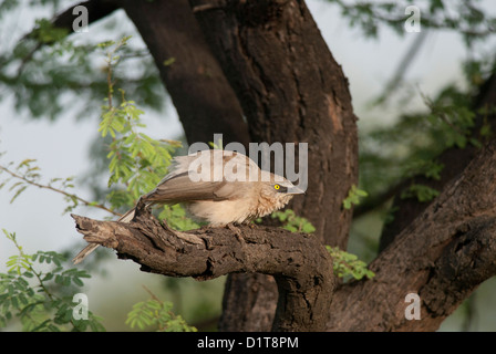 Grande Grigio Turdoides Babbler malcolmi nella macchia del famoso praterie di Nannaj home a Great Indian Bustard, blackbuck Foto Stock