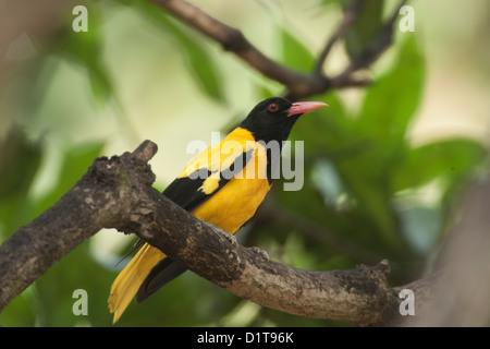 Oriolus xanthornus testa nera Rigogolo è stato coinvolto nelle fasi di costruzione di un nido , la raccolta di ragnatele a Kumta in Karnataka Foto Stock