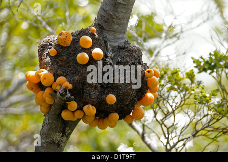 Pan de Indio (pane indiano) cresce su Nothofagus albero, Patagonia, Cile Foto Stock