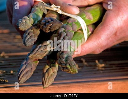 Womans mani tenendo un mazzetto di asparagi Foto Stock