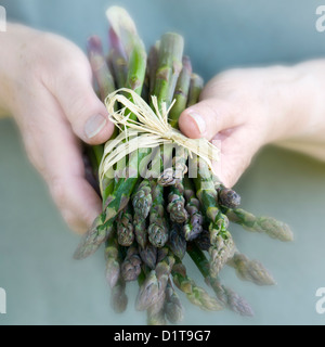 Womans mani tenendo un mazzetto di asparagi Foto Stock