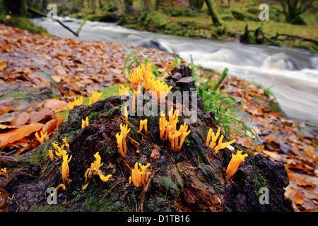 Jelly corna fungo; Calocera viscosa; Golitha Falls; Cornovaglia; Regno Unito Foto Stock