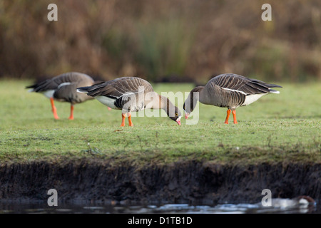 Minor White fronteggiata oche; Anser erythropus; Lancashire; Regno Unito; inverno Foto Stock