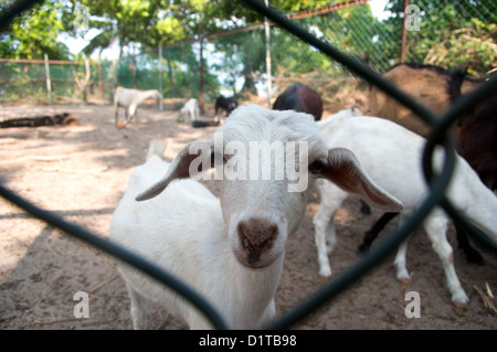 Una immagine di una capra presa attraverso una catena di recinzione legato sull isola Kendhoo Baa Atoll Maldive Foto Stock