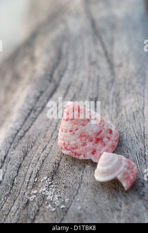 Una chiusura di un mare gusci su un banco driftwood, Baa Atoll Maldive Foto Stock