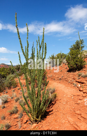 Ocotillo ( Fouquieria splendens ) in Arizona, Stati Uniti d'America Foto Stock