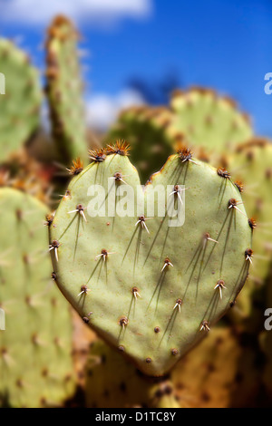 A forma di cuore ad Ficodindia Cactus (Opuntia genere ) Foto Stock