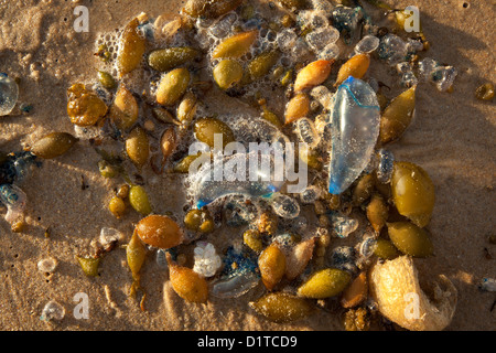 Bluebottles e alghe marine si è incagliata su una spiaggia a sunrise. Foto Stock