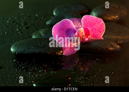 Orchid e pietre nella notte spa concept still life Foto Stock