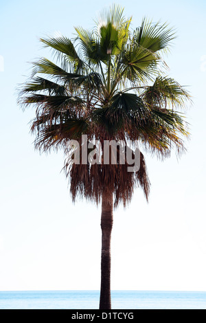 Palm Tree sulla spiaggia vicino al mare Foto Stock