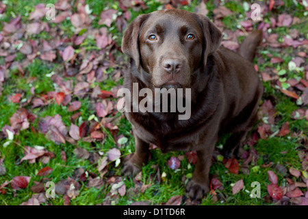 Una foto a colori di un cioccolato Labrador cane con occhi marroni seduto in erba verde e rosso leafs guardando verso l'alto. Foto Stock
