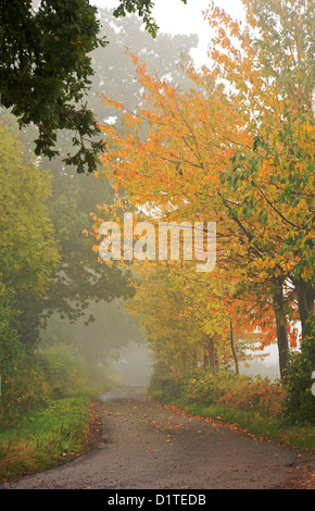 Una vista di un tranquillo paese di lingua inglese lane in una nebbiosa mattina in autunno. Foto Stock