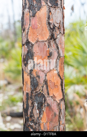 Macro close up bruciato bruciato corteccia sul tronco di albero di pino Foto Stock