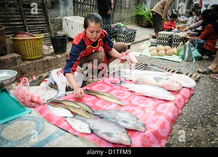 Pesce fresco al mercato mattutino di Luang Prabang Laos // LUANG PRABANG, Laos - pesce fresco pescato dal fiume Mekong è esposto al mercato mattutino di Luang Prabang. Il pescato giornaliero rappresenta varie specie locali native del sistema fluviale del Mekong, che scorre attraverso sei paesi del sud-est asiatico e supporta uno degli ecosistemi di acqua dolce più biodiversificati del mondo. Questi pesci freschi svolgono un ruolo centrale nella cucina tradizionale del Laos e nell'economia locale. Il mercato mattutino è un centro vitale per i pescatori e i venditori locali di questa città patrimonio dell'umanità dell'UNESCO. Luang Prabang siede al conf Foto Stock