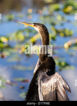 Anhinga retroilluminato bird udienza del segno in Florida Everglades e stirando le sue ali ad asciugare Foto Stock