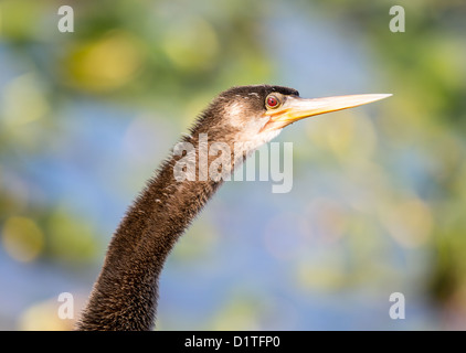 Anhinga retroilluminato bird con close up di testa e gli occhi rossi in Everglades della Florida Foto Stock