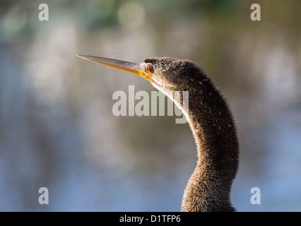 Anhinga retroilluminato bird con close up di testa e gli occhi rossi in Everglades della Florida Foto Stock