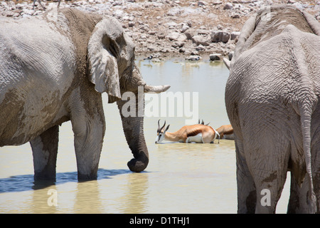 Elefante e springbok in waterhole bere nel parco nazionale Etosha in Namibia Foto Stock