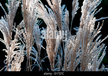 Reed retroilluminato ricoperto di fiori in haw frost Foto Stock