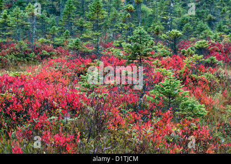 Abete sempreverde alberelli, Mt isola deserta, Maine Foto Stock