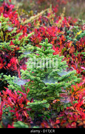 Abete sempreverde alberelli, Mt isola deserta, Maine Foto Stock