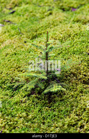 Evergreen pianticella di abete, Mt isola deserta, Maine Foto Stock