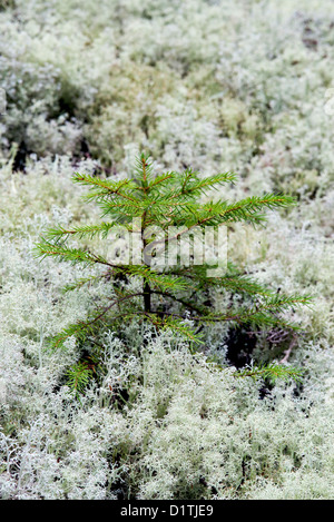 Evergreen pianticella di abete, Mt isola deserta, Maine Foto Stock