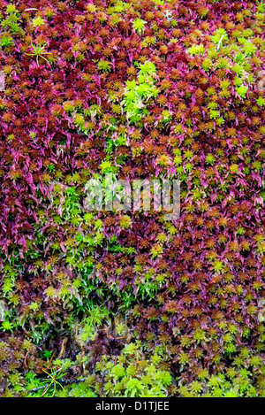 Moss, Mt isola deserta, Maine Foto Stock